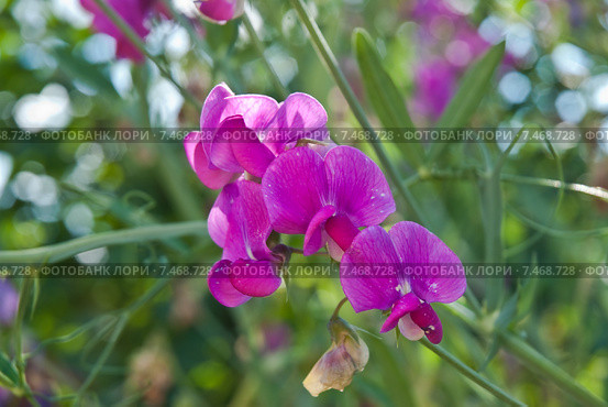 Душистый горошек или чина душистая (Lathyrus odomtus) Стоковое фото, фотограф Алёшина Оксана / Фотобанк Лори
