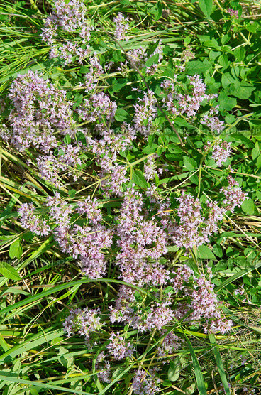 Душица обыкновенная (лат. Origanum vulgare) Стоковое фото, фотограф Елена Коромыслова / Фотобанк Лори