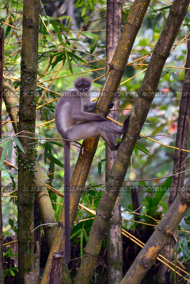 Dusky leaf monkey (2014 год). Стоковое фото, фотограф Татьяна Карасева / Фотобанк Лори