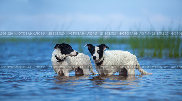 Два черно-белых щенка купаются в море. Стоковое фото, фотограф Абрамова Ксения / Фотобанк Лори