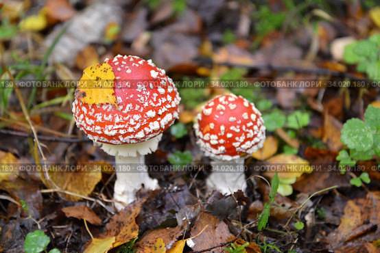 Два молодых красных мухомора  (Amanita muscaria (L.) Hook.) на прошлогодней листве. Стоковое фото, фотограф Ирина Борсученко / Фотобанк Лори