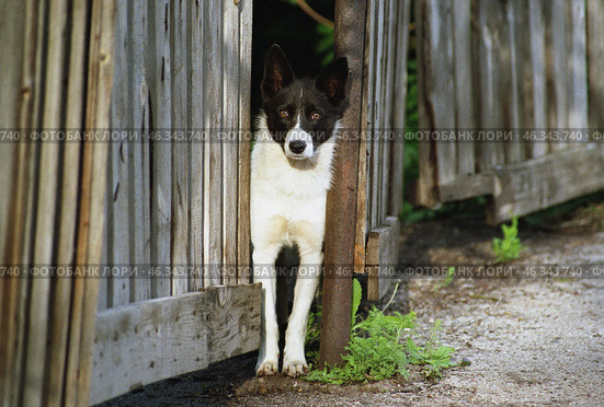 Дворовая собака выглядывает из-за забора. A yard dog peeks out from behind the fence. Стоковое фото, фотограф Евгений Романов / Фотобанк Лори