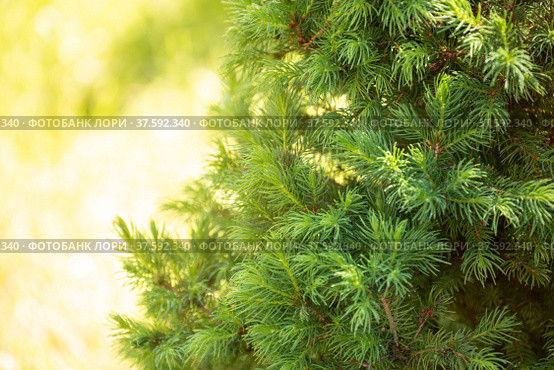 Dwarf ornamental spruce Conica (Picea glauca or white spruce) Стоковое фото, фотограф Юлия Бабкина / Фотобанк Лори