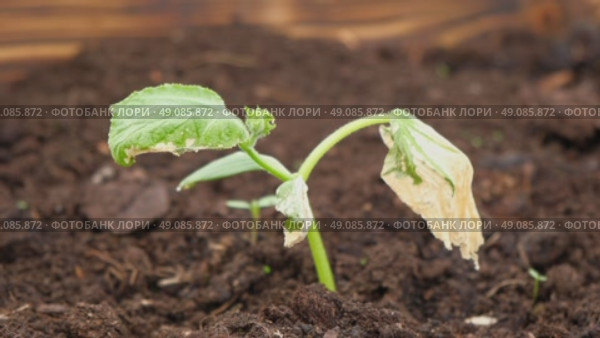 Dying cucumber seedling. Yellow wilted sprouts branch. Rotten. Crop failure. Disease of agricultural plants. Spotted yellowed diseased leaf. Leaves Infection. Sunburn. Vegetables Cultivation problems. Стоковое видео, видеограф Марина Демидюк / Фотобанк Лори