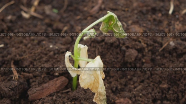 Dying cucumber seedling. Yellow wilted sprouts branch. Rotten. Crop failure. Disease of agricultural plants. Spotted yellowed diseased leaf. Leaves Infection. Sunburn. Vegetables Cultivation problems. Стоковое видео, видеограф Марина Демидюк / Фотобанк Лори