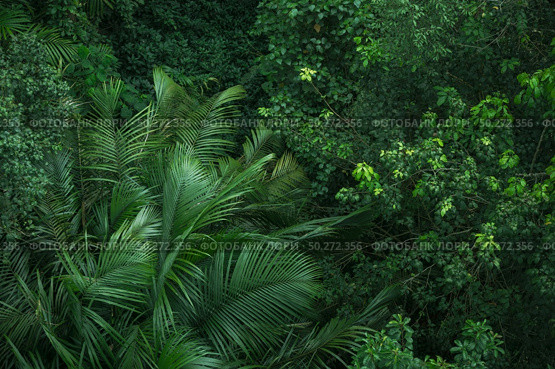 Earth Day concept with tropical forest background, natural sence with canopy tree in the wild. Стоковое фото, агентство Ingram Publishing / Фотобанк Лори