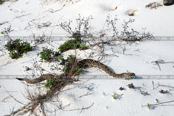 Eastern diamondback rattlesnake with sticking out tongue. St George Island State Park, Florida, USA (2017 год). Стоковое фото, фотограф Ирина Кожемякина / Фотобанк Лори
