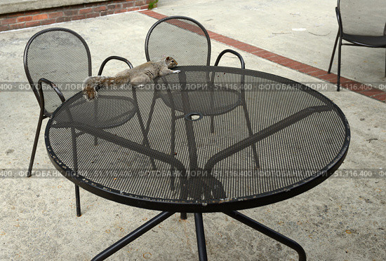 Eastern gray squirrel (Sciurus carolinensis) takes break from day's heat in outdoor cafe on summer day. Стоковое фото, фотограф Валерия Попова / Фотобанк Лори