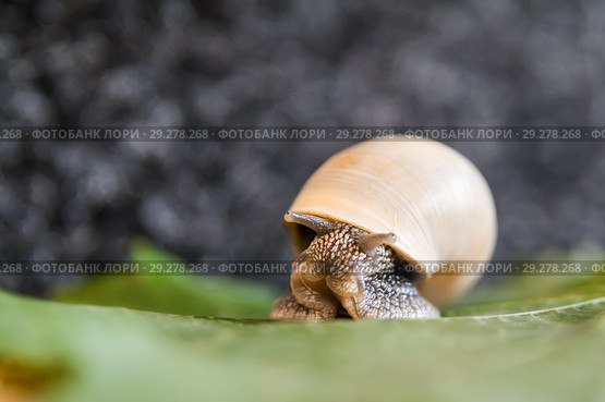 Easy snail on a green leaf. Стоковое фото, фотограф Tetiana Chugunova / Фотобанк Лори