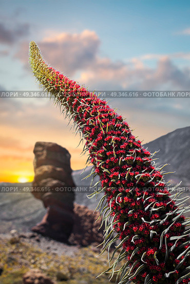 Echium wildpretii .Famous Finger Of God rock in Teide national park. Tenerife island - Canary, Spain. Стоковое фото, агентство Ingram Publishing / Фотобанк Лори
