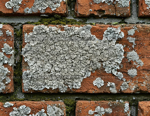 Efflorescence is a whitish trace on the surface of brickwork, represented by a mixture of chemical compounds of salts. Mold on a wet wall, lichens, moss. Стоковое AI-изображение, AI-художник Сергей Елизарьев / Фотобанк Лори