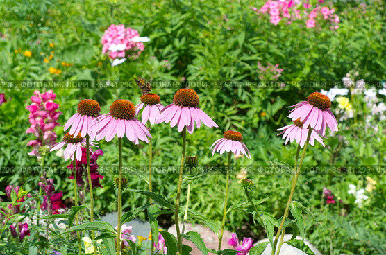 Эхинацея пурпурная (лат. Echinacea purpurea) цветет на клумбе в саду. Стоковое фото, фотограф Елена Коромыслова / Фотобанк Лори