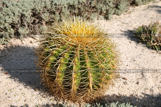 Эхинокактус Грусона (Echinocactus Grusonii) Стоковое фото, фотограф Наталья Волкова / Фотобанк Лори