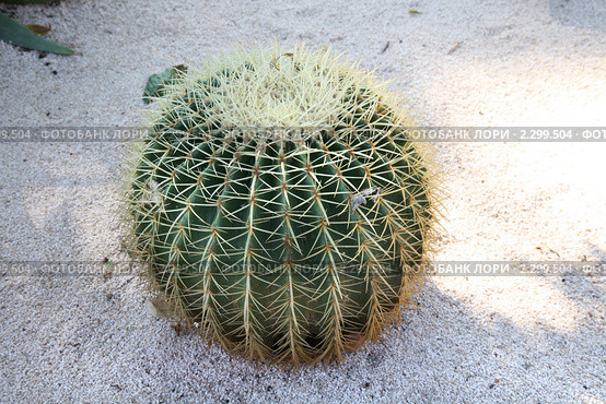 Эхинокактус Грусона (Echinocactus Grusonii) из Бахайских садов. Стоковое фото, фотограф Наталья Волкова / Фотобанк Лори