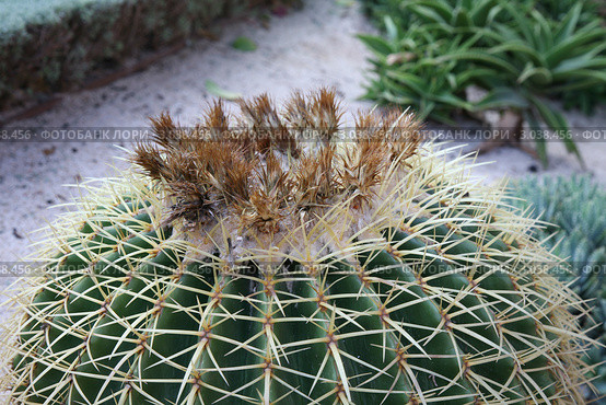 Эхинокактус Грусона (Echinocactus Grusonii) из Бахайских садов. Стоковое фото, фотограф Наталья Волкова / Фотобанк Лори