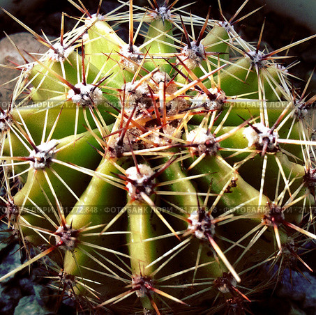 Эхинопсис маммиллоза (Echinopsis mamillosa) Стоковое фото, фотограф Анна Мартынова / Фотобанк Лори