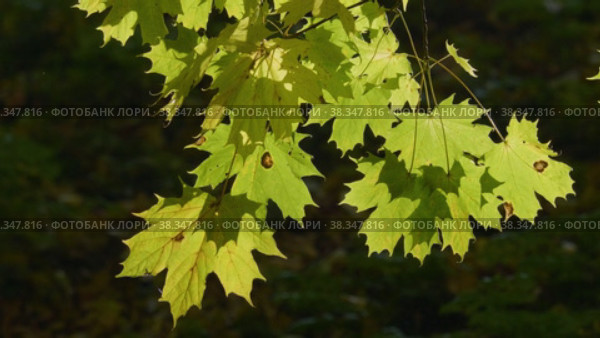 Екатерининский парк (Царское Село). Осенние листья клёна. Catherine Park (Tsarskoye Selo). Leaves of autumn maples. (2021 год). Редакционное видео, видеограф Евгений Романов / Фотобанк Лори