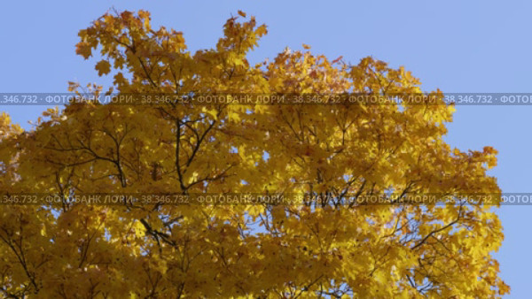 Екатерининский парк (Царское Село). Ветви осенних кленов. Catherine Park (Tsarskoye Selo). Branches of autumn maples. (2021 год). Редакционное видео, видеограф Евгений Романов / Фотобанк Лори