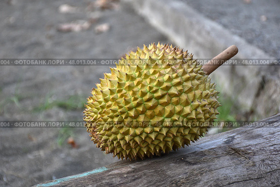 Экзотический фрукт дуриан / Durian Exotic fruit. Стоковое фото, фотограф Сергей Митрофанов / Фотобанк Лори