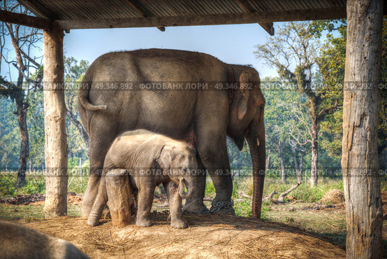 elephants in Chitwan. In the jungles of Nepal. Стоковое фото, агентство Ingram Publishing / Фотобанк Лори