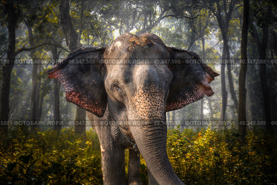 elephants in Chitwan. In the jungles of Nepal. elephants in Chitwan. Стоковое фото, агентство Ingram Publishing / Фотобанк Лори
