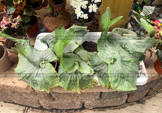 Elkhorn fern or common staghorn fern (Latin - Platycerium bifurcatum) Стоковое фото, фотограф Irina Opachevsky / Фотобанк Лори