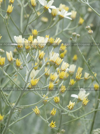 Эндемическая флора острова Гран Канария. Пижма, Tanacetum ptarmiciflorum. Стоковое фото, фотограф Tamara Kulikova / Фотобанк Лори