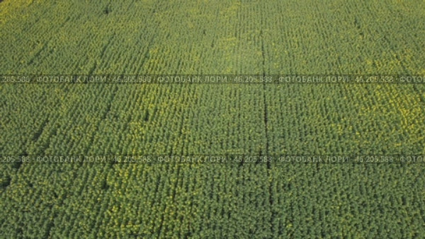 Endless field of sunflower is view from top. Flight over field of flowering sunflowers. Growing sunflower for seed and oil. Стоковое видео, видеограф Скрипачев Антон / Фотобанк Лори