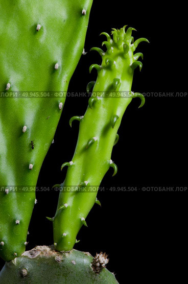 Enlarge Cactus germination, Macro shot close up. Стоковое фото, агентство Ingram Publishing / Фотобанк Лори