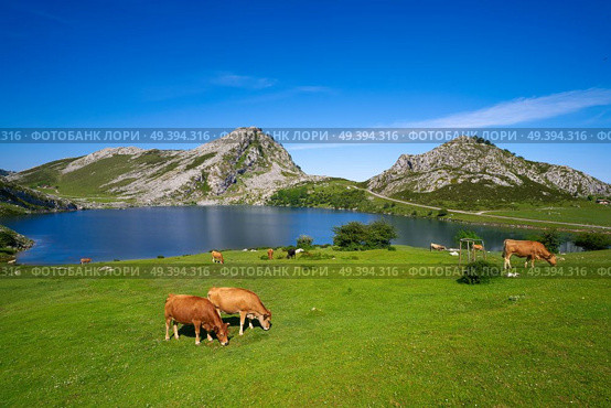 Enol lake at Picos de Europa in Asturias of Spain. Стоковое фото, агентство Ingram Publishing / Фотобанк Лори