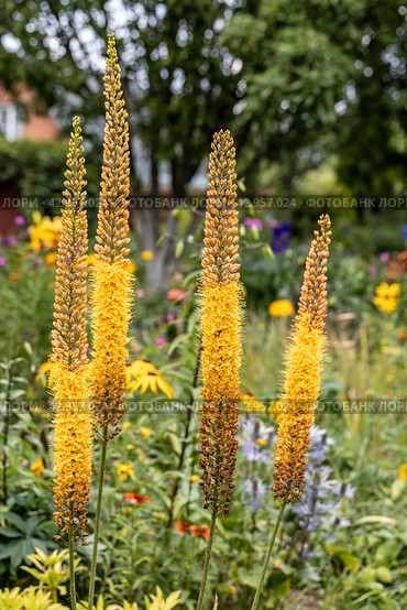 Eremurus Cleopatra Foxtail Lily in flowers garden. Стоковое фото, фотограф Ольга Сейфутдинова / Фотобанк Лори