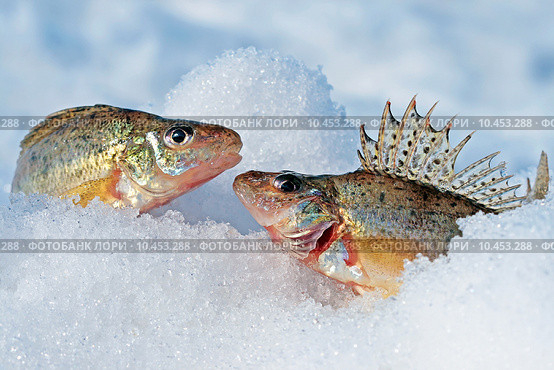 Ёрш обыкновенный (Gymnocephalus cernuus). Улов из двух рыб на снегу. Стоковое фото, фотограф Евгений Мухортов / Фотобанк Лори