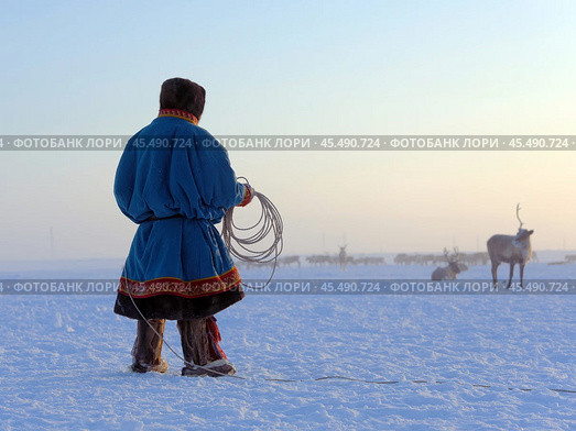 Этнография. Ямал. Ненец ловит оленя в тундре. Стоковое фото, фотограф Катерина Романова / Фотобанк Лори