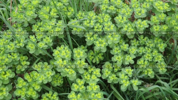 Euphorbia, flowering plant, spurge, Euphorbiaceae. Euphorbia serrata, serrated Tintern spurge, sawtooth upright spurge. Perennial herb. At the ends of the branches are inflorescences of tiny flowers. Стоковое видео, видеограф Юлия Петровская / Фотобанк Лори