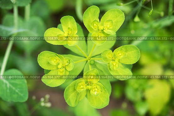 Euphorbia plant green close up Selective focus. Top view. Стоковое фото, фотограф Глущенко Елена / Фотобанк Лори