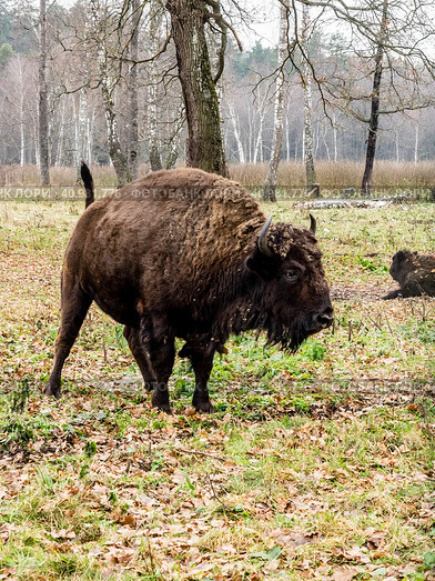 European bison (Bison bonasus), big auroch standing in the forest. Стоковое фото, фотограф VittoriaChe / Фотобанк Лори