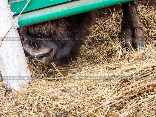 European bison (Bison bonasus) sticking his nose and hoof out from under the fence, Russia. Стоковое фото, фотограф VittoriaChe / Фотобанк Лори