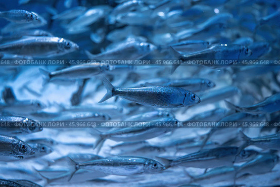European sprat (Sprattus sprattus) Стоковое фото, фотограф Андрей Армягов / Фотобанк Лори