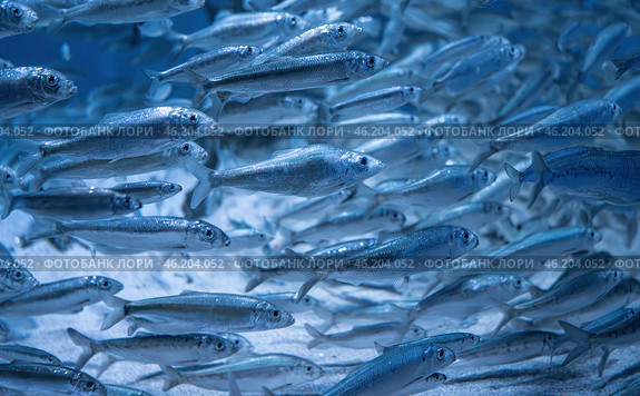 European sprat (Sprattus sprattus) Стоковое фото, фотограф Андрей Армягов / Фотобанк Лори