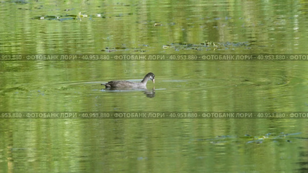 Евразийская лысуха  (лат. Fulica atra) ныряет за водорослью в пруду. Стоковое видео, видеограф Mixail59 / Фотобанк Лори
