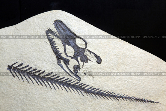 exploration Opetiosaurus Bucchichi Fossil embedded in stone Rock isolated on black background. Стоковое фото, агентство Ingram Publishing / Фотобанк Лори