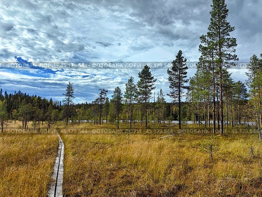 Exploring the serene autumn landscape of Paanajarvi National Park in Karelia during a cloudy afternoon. Стоковое фото, фотограф Александра Селина / Фотобанк Лори