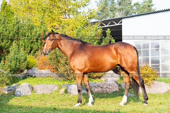 exterior of  bay sportive warmblood horse posing in  stable garden. Стоковое фото, агентство Ingram Publishing / Фотобанк Лори