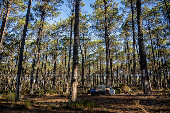 Extraction of natural resin from pine tree trunks in Ovar - Portugal. Стоковое фото, агентство Ingram Publishing / Фотобанк Лори