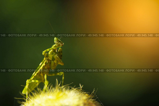 Extreme close up Praying Mantis or Mantis Religiosa, nature background. Стоковое фото, агентство Ingram Publishing / Фотобанк Лори