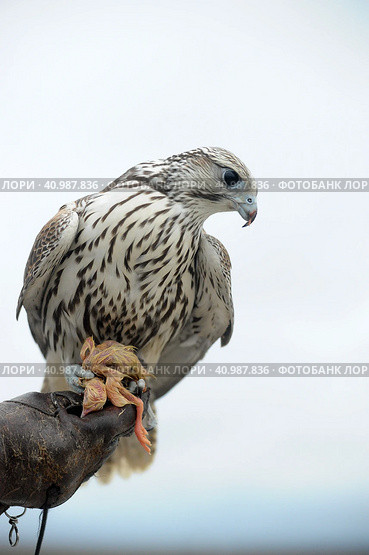 Falcon sitting on a hand. Стоковое фото, фотограф Анна Кривицкая / Фотобанк Лори