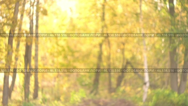 Fall blurred background. Out of focus video footage. Autumn nature leaves Blur background. Sun shines through blowing on wind yellow and orange foliage. Shining sun through a golden fall tree. Стоковое видео, видеограф Марина Демидюк / Фотобанк Лори