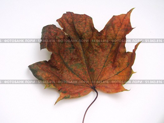 Fallen autumn maple leaf on a white background. Стоковое фото, фотограф Олег Тараканов / Фотобанк Лори