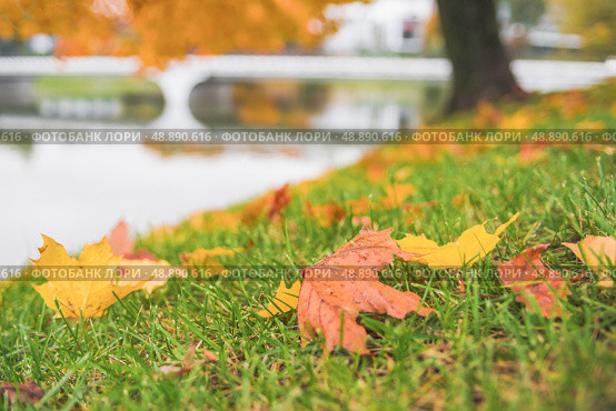 Fallen yellow leaves in a city park, park pond on the background. Стоковое фото, фотограф Дмитрий Попов / Фотобанк Лори