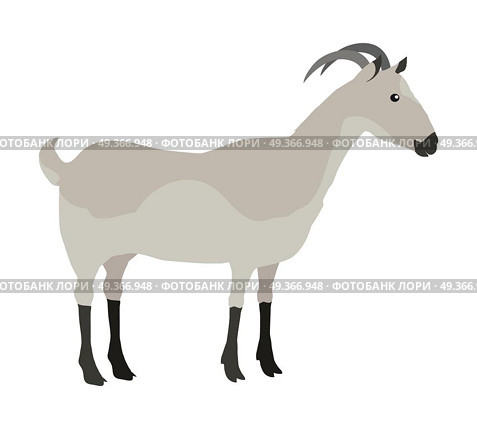 Farm Pet Goat. Farm pet goat illustration. One farm horned animal on a white background. Goat icon. Vector farm animal, side view. Colorful illustration of gray goat in flat design. Стоковая иллюстрация, агентство Ingram Publishing / Фотобанк Лори